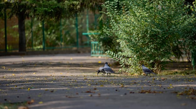 Three grey crows are on a paved path in a park, day