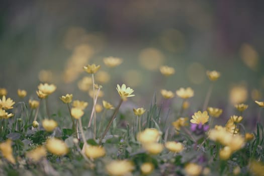Close-up of small yellow wild flowers with soft focus symbolizing spring or beauty of nature