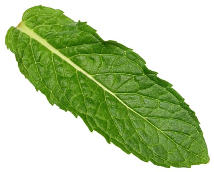 Green mint leaf with visible veins, isolated background, close up
