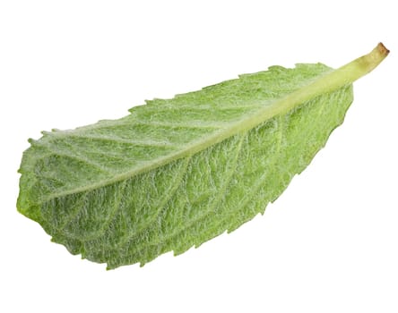 Back side of green mint leaf on isolated background, close up