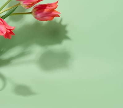 A bunch of vibrant pink tulips with ruffled petals and green stems lies on a soft light green background, copy space