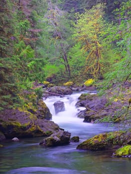 The lush forest around the salmon cascades on the Sol Duc river in the Olympic National Park in Washington.