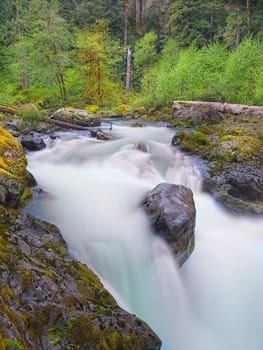 The lush forest around the salmon cascades on the Sol Duc river in the Olympic National Park in Washington.