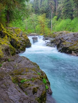 The lush forest around the salmon cascades on the Sol Duc river in the Olympic National Park in Washington.