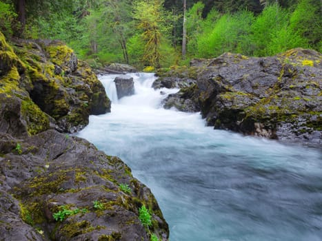 The lush forest around the salmon cascades on the Sol Duc river in the Olympic National Park in Washington.