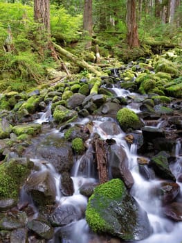 A close up of the moss covered rocks and small cascades along the Sol Duc trail in western Washington.