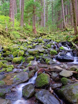 Moss covered rocks and small cascades with trees in the background along the Sol Duc trail in western Washington.