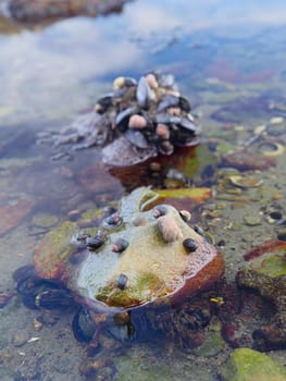 A close up photo of rocks in water covered in small shells in a tide area in western Washington.