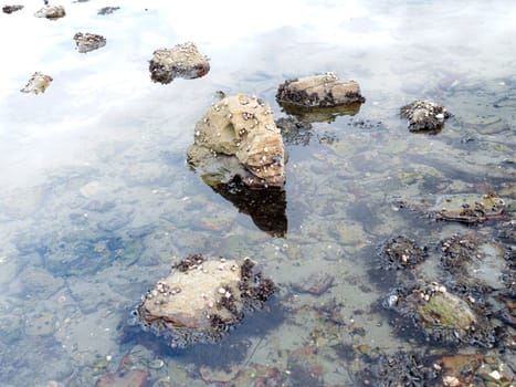 A close up photo of rocks in water covered in small shells in a tide area in western Washington.