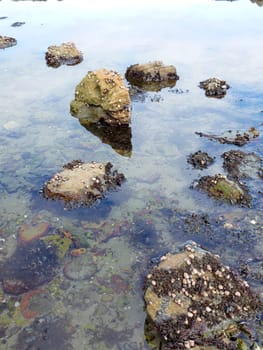 A close up photo of rocks in water covered in small shells in a tide area in western Washington.