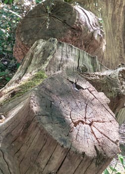 Sunlight shines on the surface of the Tree stump through the gaps between branches and leaves, A large tree stump of a tree's trunk after cut down, with some roots still in the ground with surrounded by small plants. use it as your Wallpaper, Poster and Copy space, Selective focus.