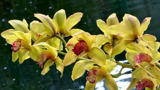 The vibrant and striking yellow orchids brilliantly showcase their natural beauty beside a tranquil pond