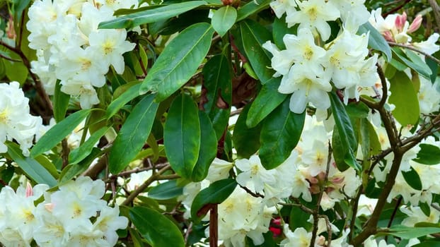 The white rhododendron flowers and rich green foliage are beautifully captured in perfect spring lighting