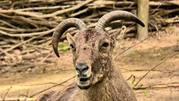 A stunning closeup shot of a majestic mountain goat, beautifully showcasing its impressive and unique horns