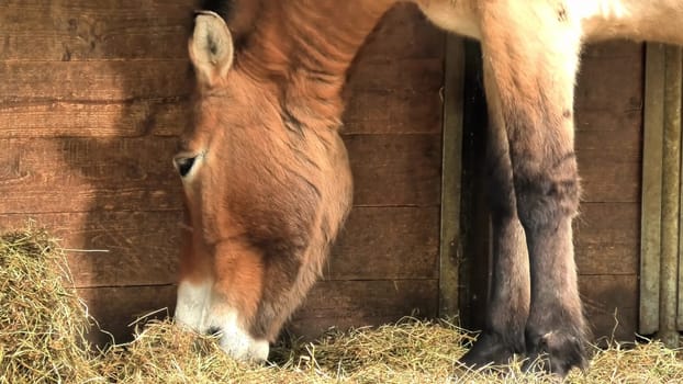 A horse happily enjoys fresh hay in a cozy stable, clearly reflecting its natural feeding behavior and instincts
