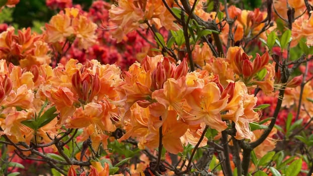 The orange azalea flowers bloom among lush greenery, showcasing the vivid colors of nature all around