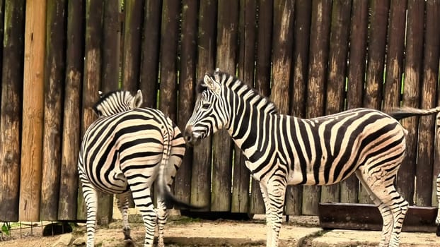 Two zebras are playfully interacting with each other, showcasing their unique patterns in a tranquil environment