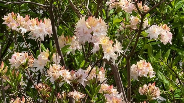 Stunning and exquisite blossoms embracing pastel hues that beautifully showcase vibrant foliage all around