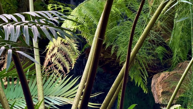 Explore the lush and vibrant greenery of an exotic tropical forest that features ferns and flowing water