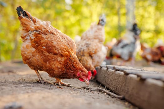 Brown hen eating from rustic feeder in countryside farmyard with warm natural light and blurred flock in background.
