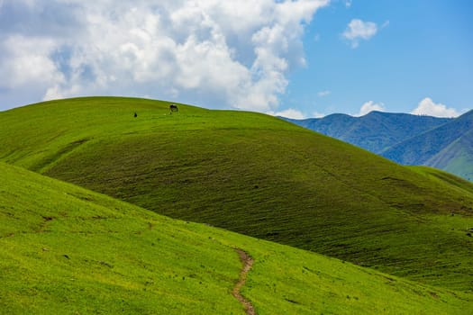 Winding footpath across grassy hills with distant horse and mountains in background