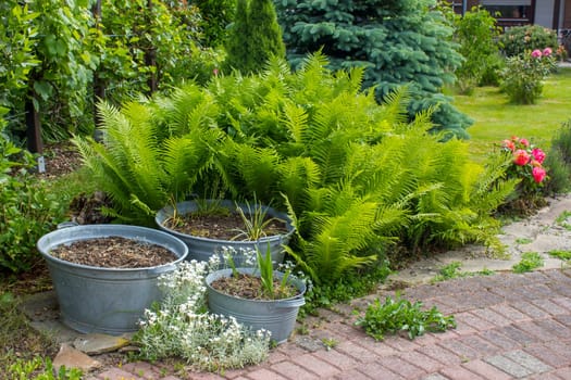rustic garden -  fern and plants in tin tub