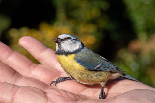 A blue and yellow bird is perched on a person's hand. The bird is small and has a blue head and a yellow body. The scene is peaceful and calming