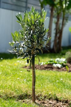 A small olive tree is growing in a yard. The tree is surrounded by grass and has a brown dirt area around it
