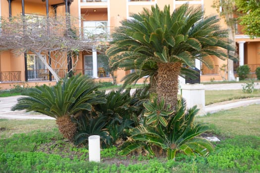 Tropical sago palm trees in a garden setting. Landscaping design with exotic plants. Vacation and resort architecture in a warm climate location, green nature scenery
