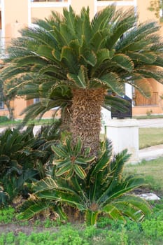 Tropical sago palm trees in a garden setting. Landscaping design with exotic plants. Vacation and resort architecture in a warm climate location, green nature scenery
