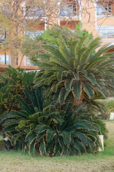 Tropical plants like sago palms contribute to the landscape design of a resort, creating a lush green garden. Exotic foliage provides vibrant texture in a warm climate courtyard setting