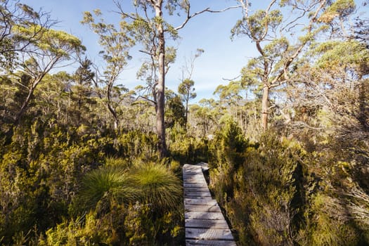Landscape views on the Overland Track crossing thru the Du Cane Range on a warm autumn afternoon in Cradle Mountain, Tasmania, Australia