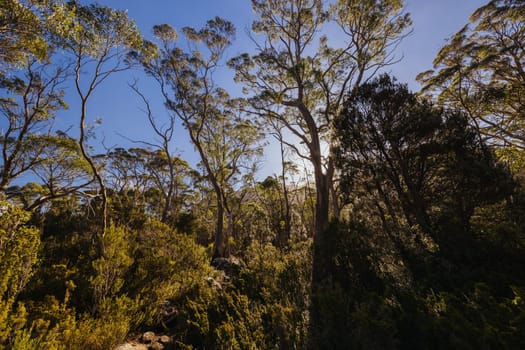 Landscape views on the Overland Track crossing thru the Du Cane Range on a warm autumn afternoon in Cradle Mountain, Tasmania, Australia