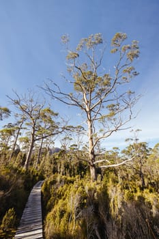 Landscape views on the Overland Track crossing thru the Du Cane Range on a warm autumn afternoon in Cradle Mountain, Tasmania, Australia