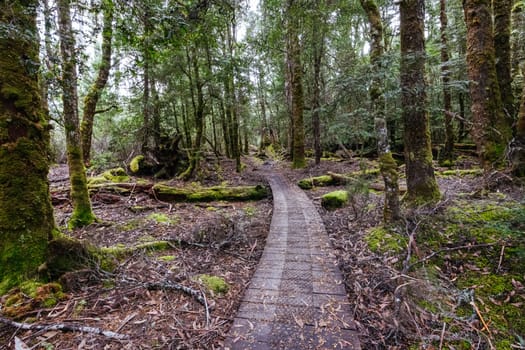 Boardwalks and landscape views near Narcissus Hut on a warm autumn morning in Cradle Mountain, Tasmania, Australia