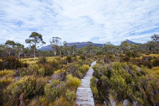 Boardwalks and landscape views near Narcissus Hut on a warm autumn morning in Cradle Mountain, Tasmania, Australia