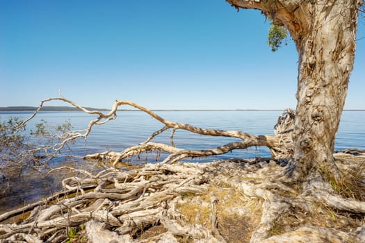 Sunlit scene of old Melaleuca paperbark tea-trees with massive exposed woody root systems, overhanging the beautiful, tranquil,  calm blue water of Lake Cootharaba at Mill Point, Queensland, Australia.
