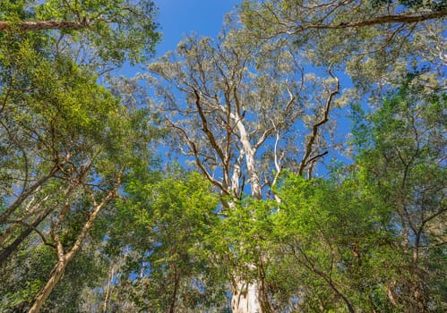 Looking up past the tree trunks to the tree canopy with lots of green foliage and blue sky
