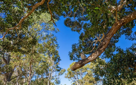 Tree tops, green foliage and blue sky with a kookaburra sitting on an old branch of a big small-leaved fig tree