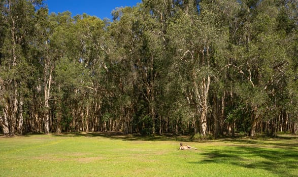 Natural Melaleuca paperbark, tea tree forest at Lake Cootharaba, Noosa, a popular holiday area, with a big kangaroo sunning himself on the green, grassy lawn