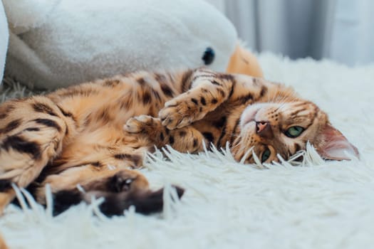 Bengal kitty cat laying on the white fury blanket on the back indoors