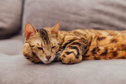 Cute bengal kitty cat laying on sofa indoors