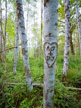 Close up of initials carved inside a heat on a white tree in Quinault rainforest in western Washington.