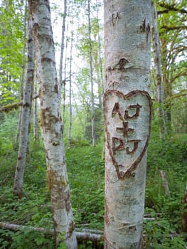 Close up of initials carved inside a heat on a white tree in Quinault rainforest in western Washington.