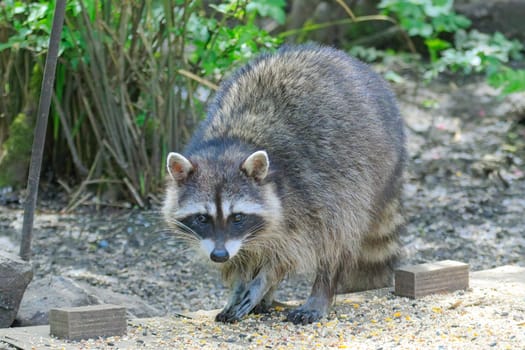 A mischievious raccoon raids the bird feeder in Neah Bay, Washington.