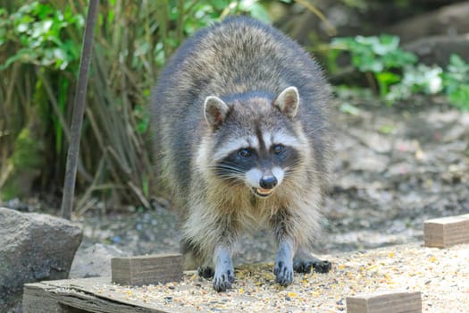 A mischievious raccoon raids the bird feeder in Neah Bay, Washington.