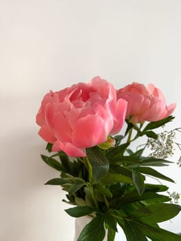 Soft pink petals of peonies bloom vibrantly against a clean backdrop, lush green leaves framing the flowers, gentle light enhancing their beauty, creating a tranquil and inviting atmosphere for any space