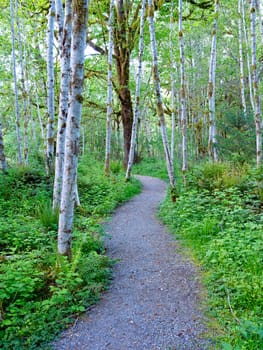 A path leads through a section of white trees in the Quinault Rainforest in western Washington.