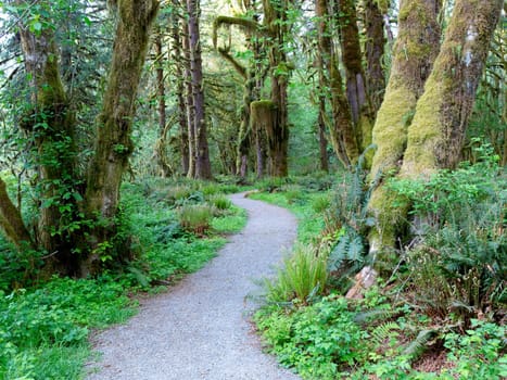 A path leads through a section of moss covered trees in the Quinault Rainforest in western Washington.