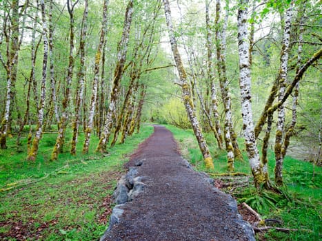 A walking path leads through a stand of white tree in the Sol Duc area of the Olympic National Park in Washington.
